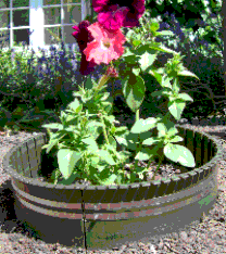 A petunia protected by Slugbandit