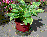 An hosta protected by Slugbandit