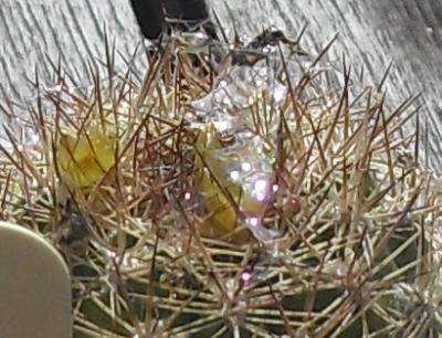 Slime on a cactus